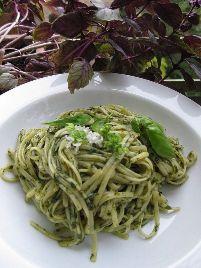 Pesto vom Balkon – Basilikum!