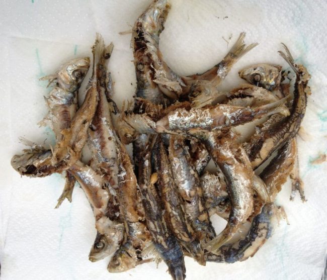 Frittierte Sardinen, Seetang sind ein typisch mediterranes Essen und saugesund.
