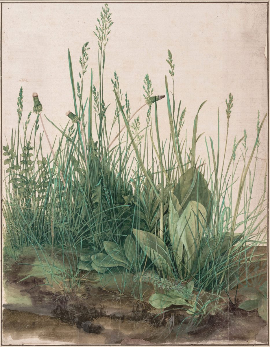 Albrecht-Dürer-Das-große-Rasenstück-1503-Aquarell-mit-Deckweiß-gehöht-auf-Karton-aufgezogen-40,8-x-31,5-cm