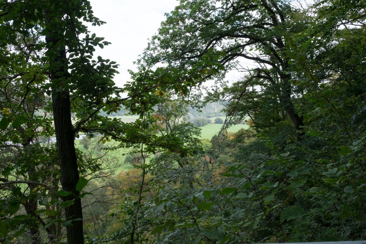 Ausblick auf das Muldental bei Klosterbuch durch das dichte Laub der Bäume