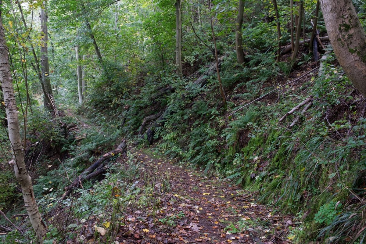 Der Maylust Wanderweg am Felshang führt durch den dichten Wald