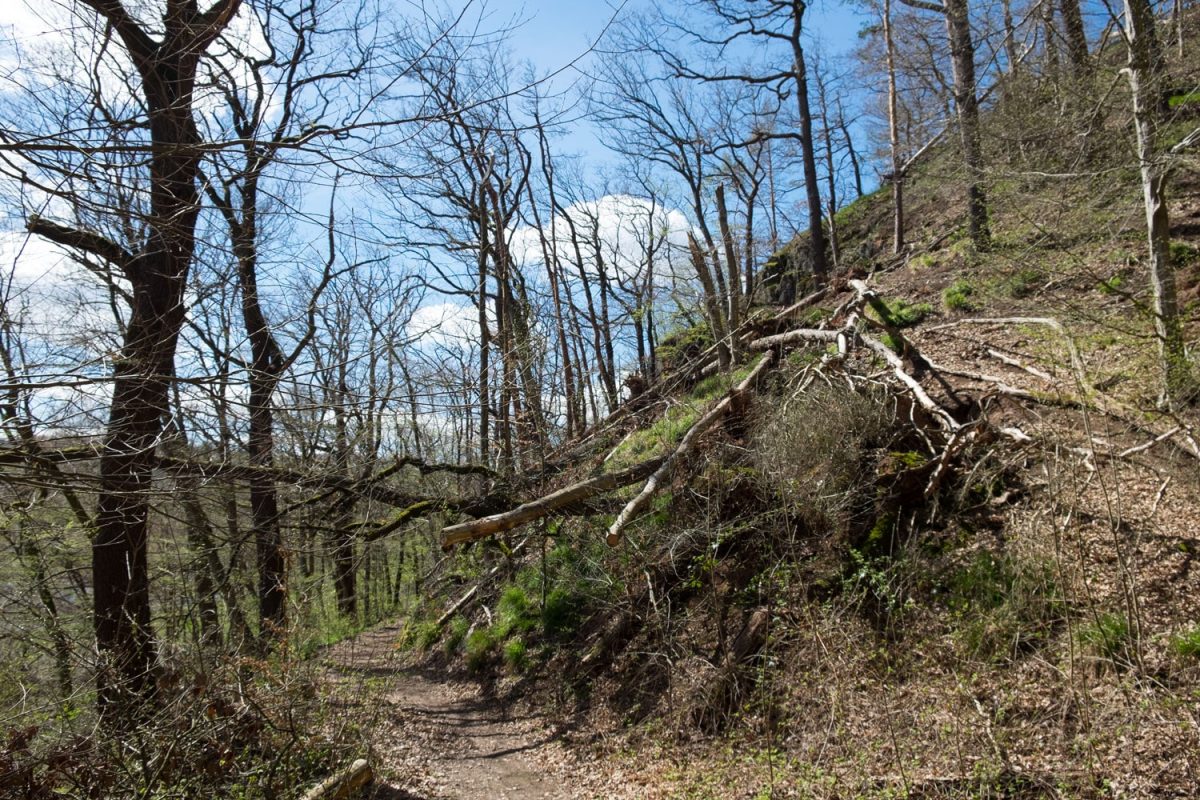 Leidender Wald in Mittelsachsen an der Freiberger Mulde mit umgestürzten, trockenen Bäumen. Eine Folge des Klimawandels.
