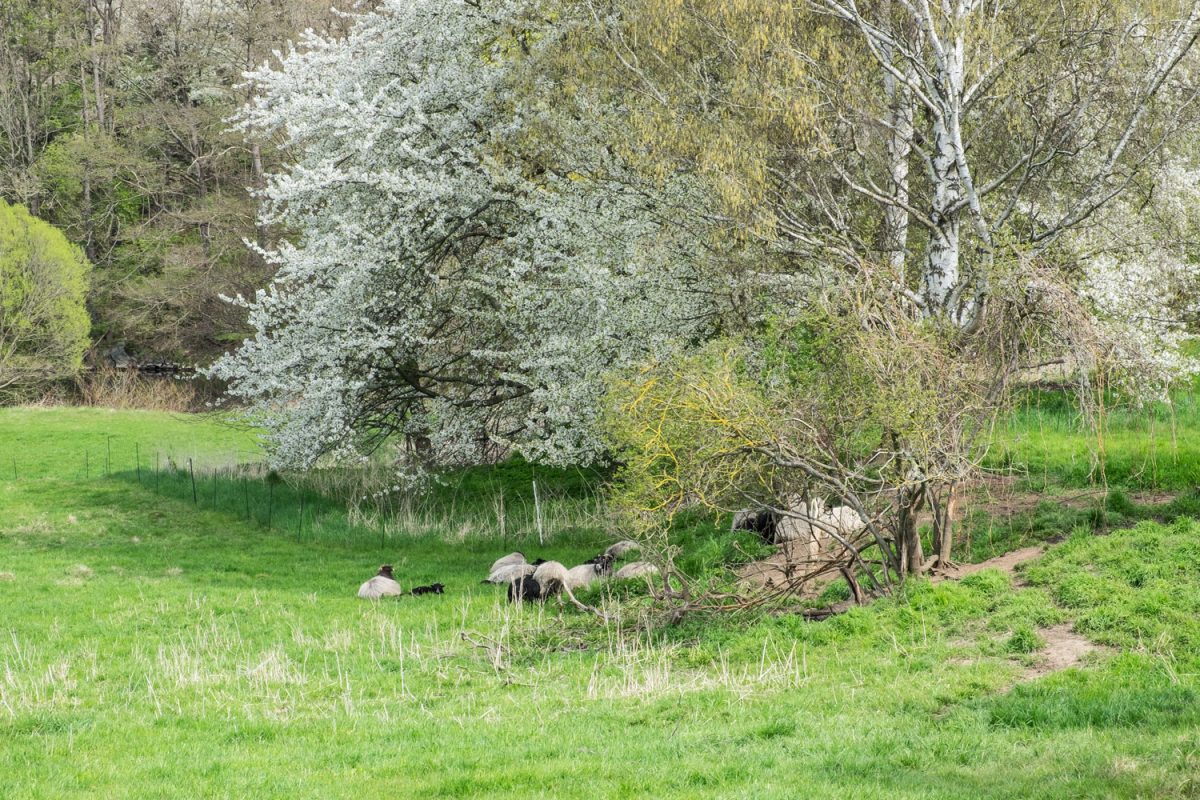 Die Schafe auf einer Frühlingswiese im vollen Saft sind besonders glücklich.