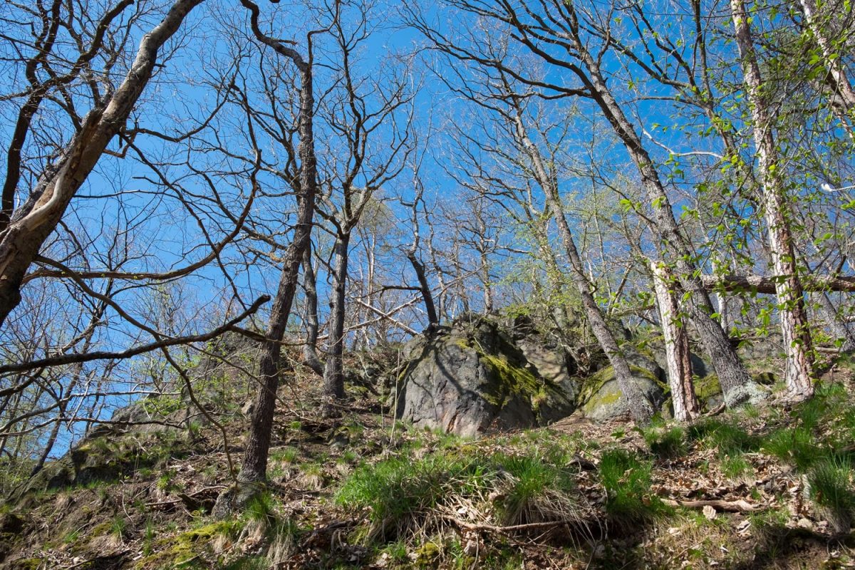 Der Wald mit hoch aufragenden Felsen an der Freiberger Mulde ist imposant. Unten führt der Wanderweg entlang.