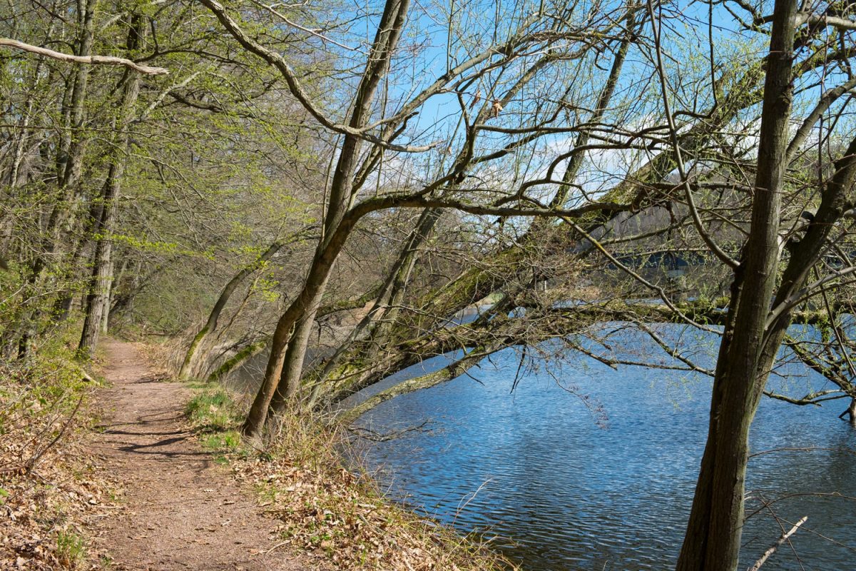 Der Wanderweg an der Mulde bei Leisnig führt direkt am Fluss entlang. Er ist sehr ruhig und idyllisch.