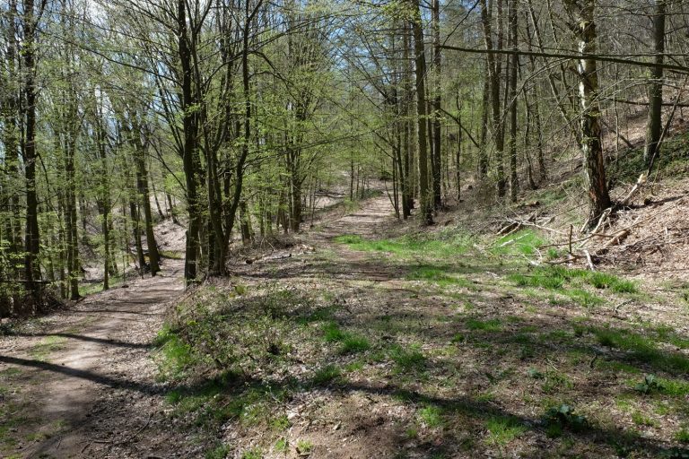 Die Weggabelung Wanderweg von Kloster Buch nach Leisnig ist leider leider ohne Kennzeichnung, so dass man sich schnell verlaufen kann.