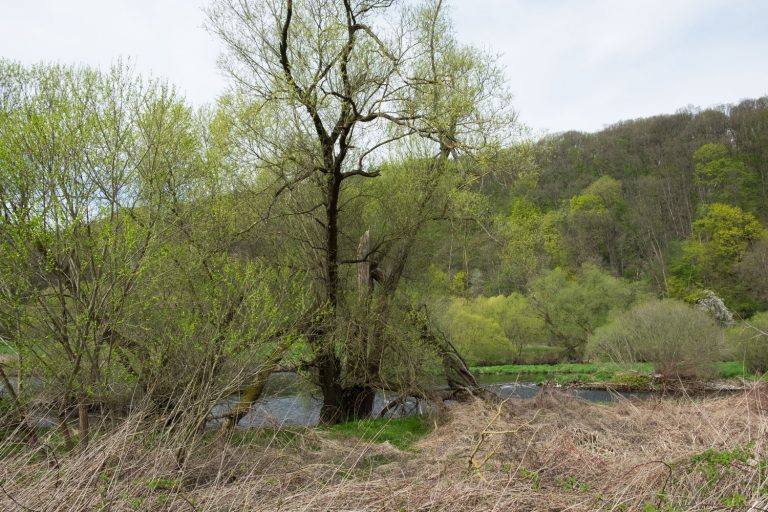 Wanderung vom Töpelwinkel nach Limmritz in der Natur