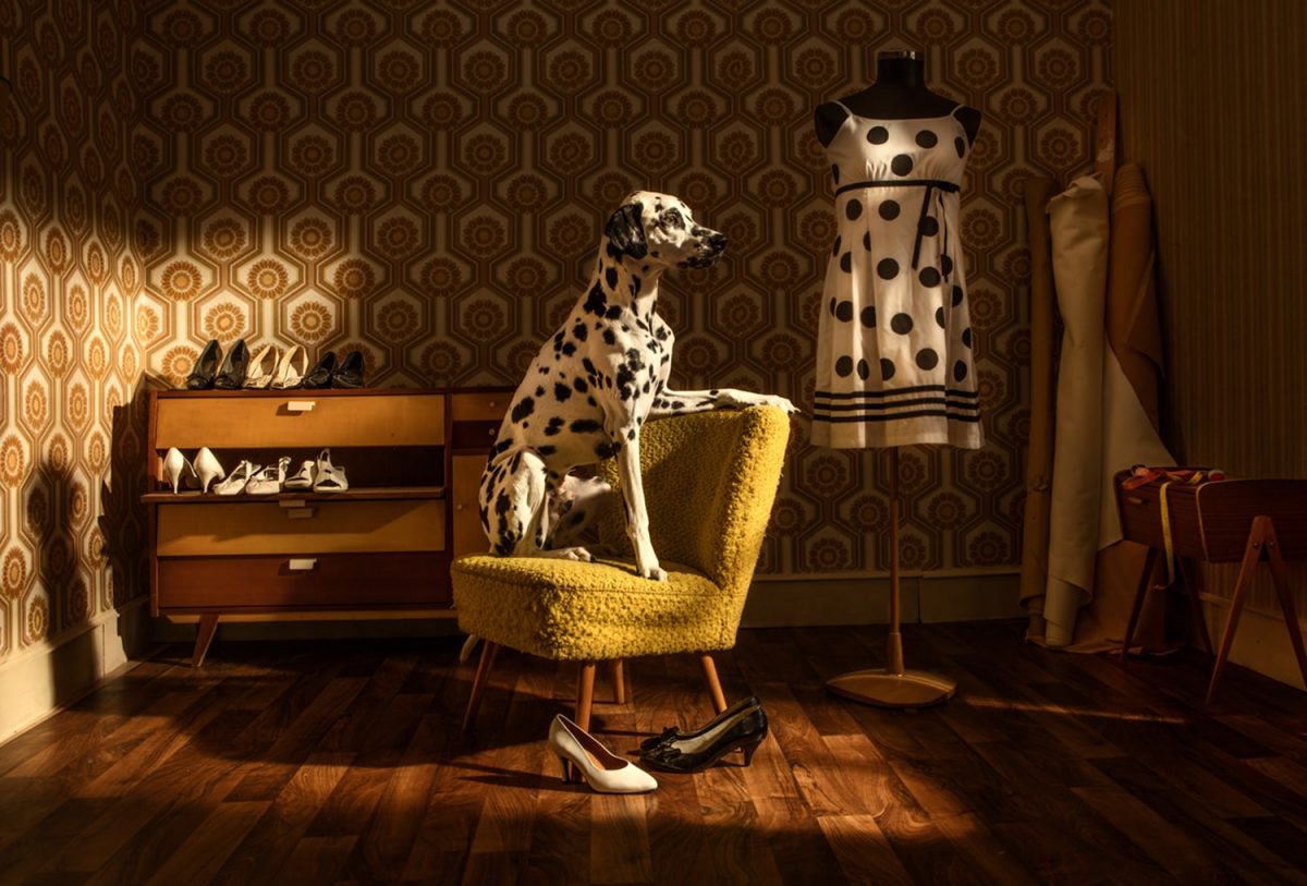 Die Fotografie von Horst Kistner mit dem Titel Caesar zeigt einen Dalmatiner in einer für ihn typischen Situation. Er okkupiert einen Sessel und gibt ihn nicht mehr frei.