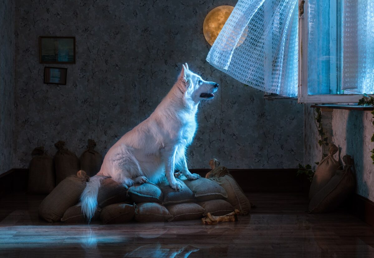 Die Fotografie Wolfsmond von Horst Kistner zeigt einen weißen Schäferhund der sehnsüchtig den Mond betrachtet der durch ein offenes Fenster scheint.