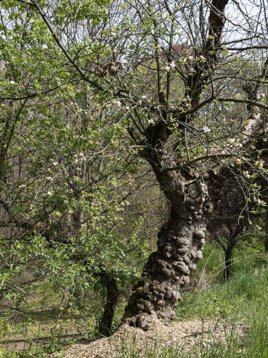 Baumskulptur auf dem Wanderweg von Leisnig nach Kloster Buch