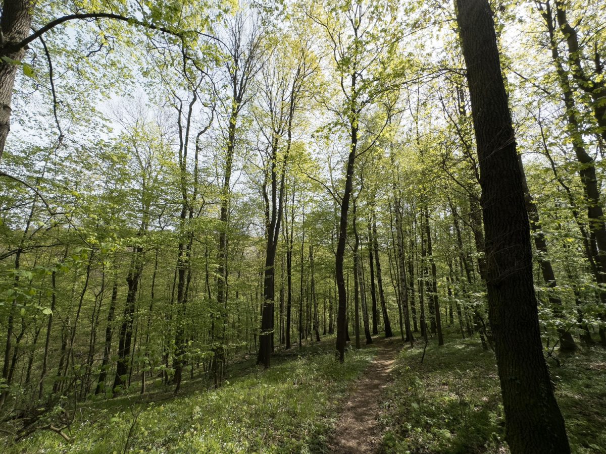 Auf dem Wanderweg zwischen Leisnig und Kloster Buch kommt man durch lichte Wälder und läuft an Bächen entlang.