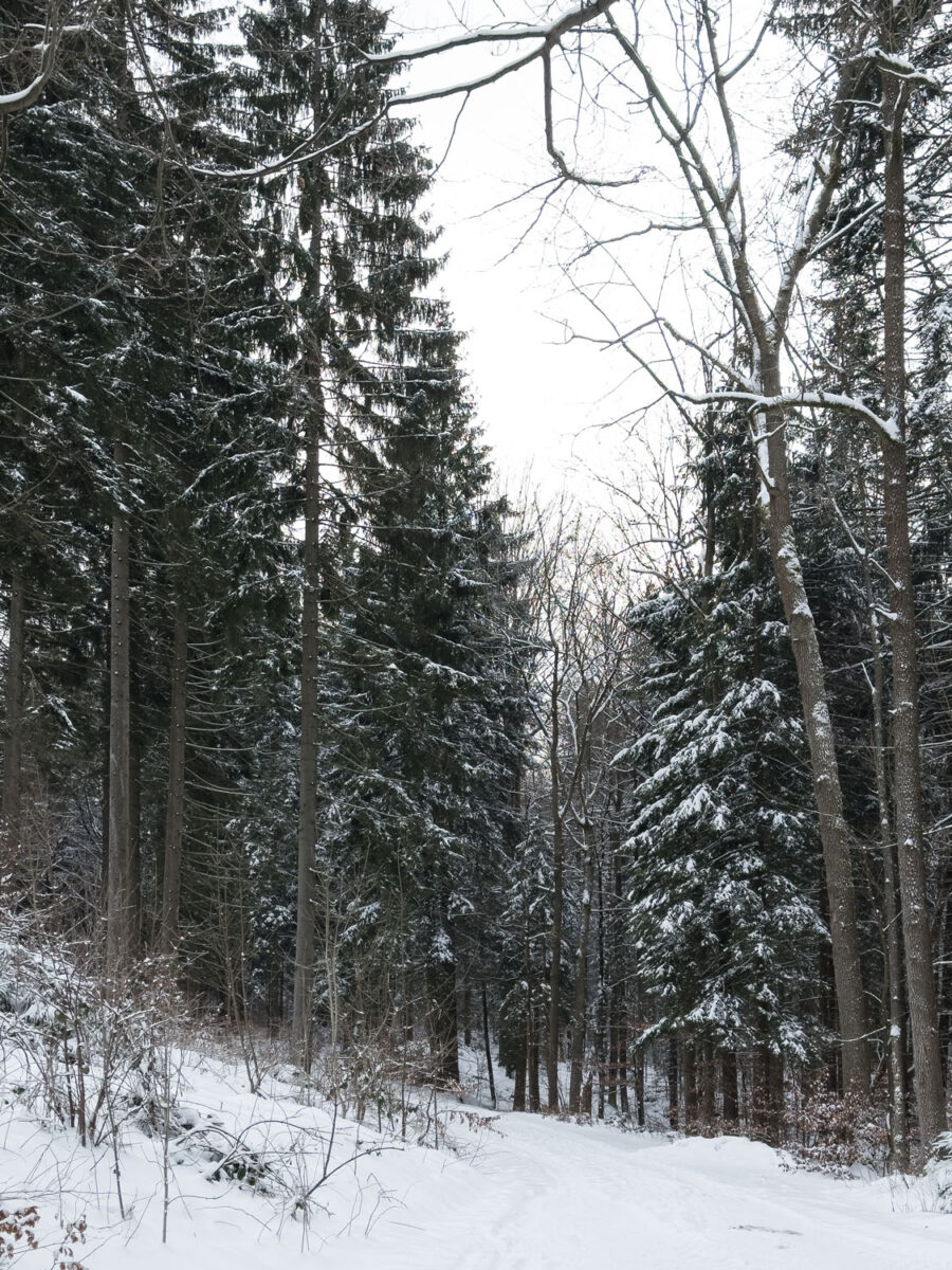 Der Winterwald in Holzhau ist besonders schön wenn Schnee auf den Tannen liegt und man die Spuren der Tiere entdecken kann.