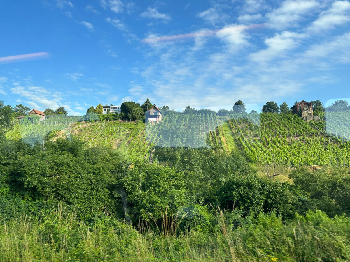 Auf der Fahrt mit der Regionalbahn von Leipzig nach Frankreich kommt man zuerst durch das Weinbaugebiet der Region Saale-Unstrut.