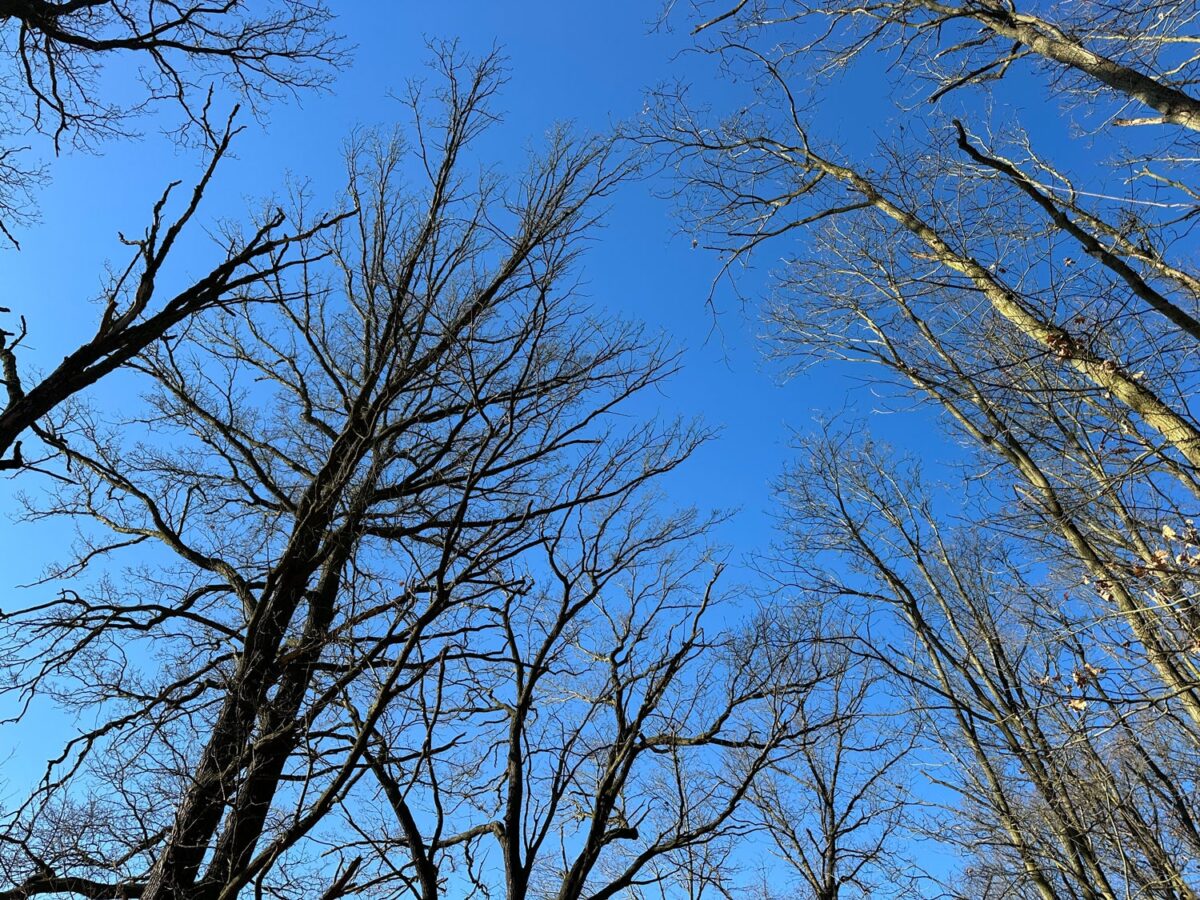 Dieses unwirkliche Blau eines Winterhimmels ist immer wieder faszinierend. Diese blaue Unendlichkeit hat einen positiven Einfluss auf die Stimmung des Menschen.