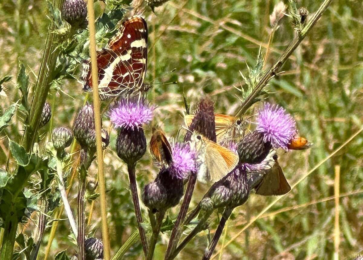 Ein lohnendes Ziel im malerischen Muldental sind blühende, der Natur überlassene Wiesen. Auf diesen entdeckt man zahlreiche Insekten und insbesondere auch viele Schmetterlinge.