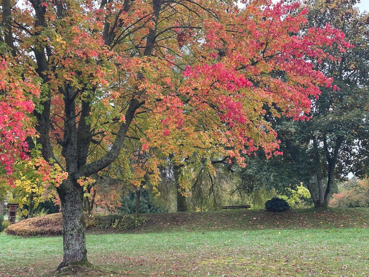 Eine leichte Wanderung um Bad Laasphe zeigt die Herbstfarben im Kurpark von Bad Laasphe – Ein Baum mit leuchtend roten und goldenen Blättern im Herbst.