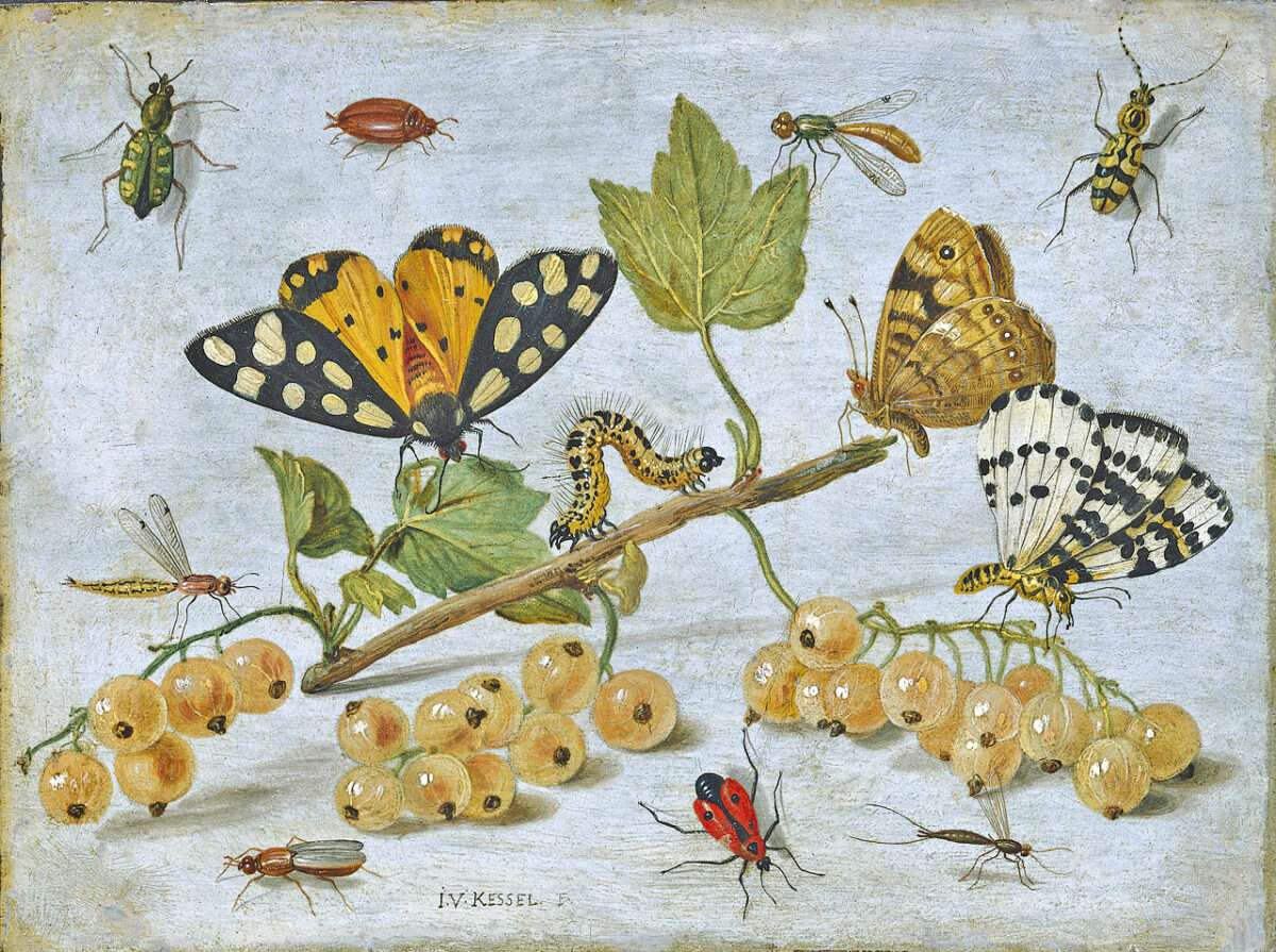 Jan van Kessel Insekten und Früchte 1660 „Der Schmetterling in der Kunst – Jan van Kessel, Insekten und Früchte, Barockes Stillleben mit Schmetterlingen und Früchten, ca. 1660“