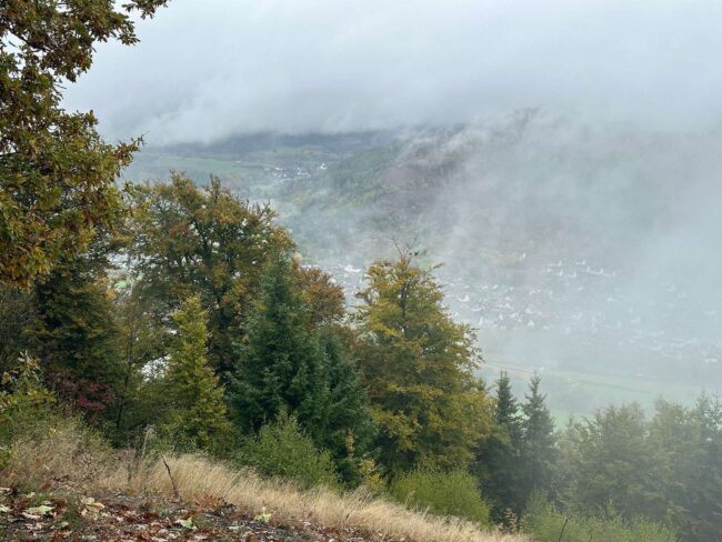 Leichte Wanderung um Bad Laasphe zum Entenberg mit Blick durch den Nebelwald am Entenberg – Neblige Stimmung zwischen moosigen Bäumen.