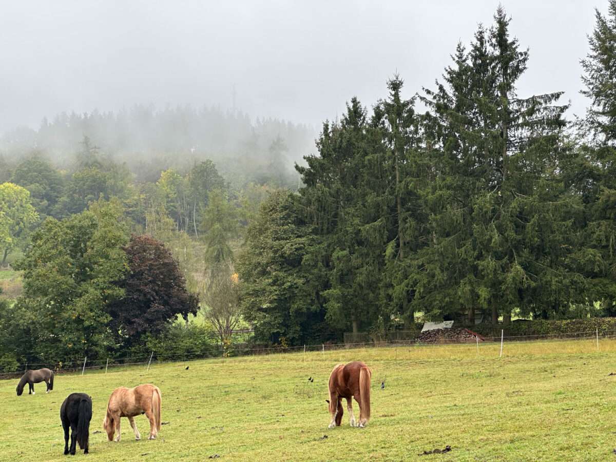 1. Leichte Wanderung um Bad Laasphe und Pferde auf herbstlicher Wiese – Pferde weiden auf einer feuchten Herbstwiese unterhalb des Entenbergs.