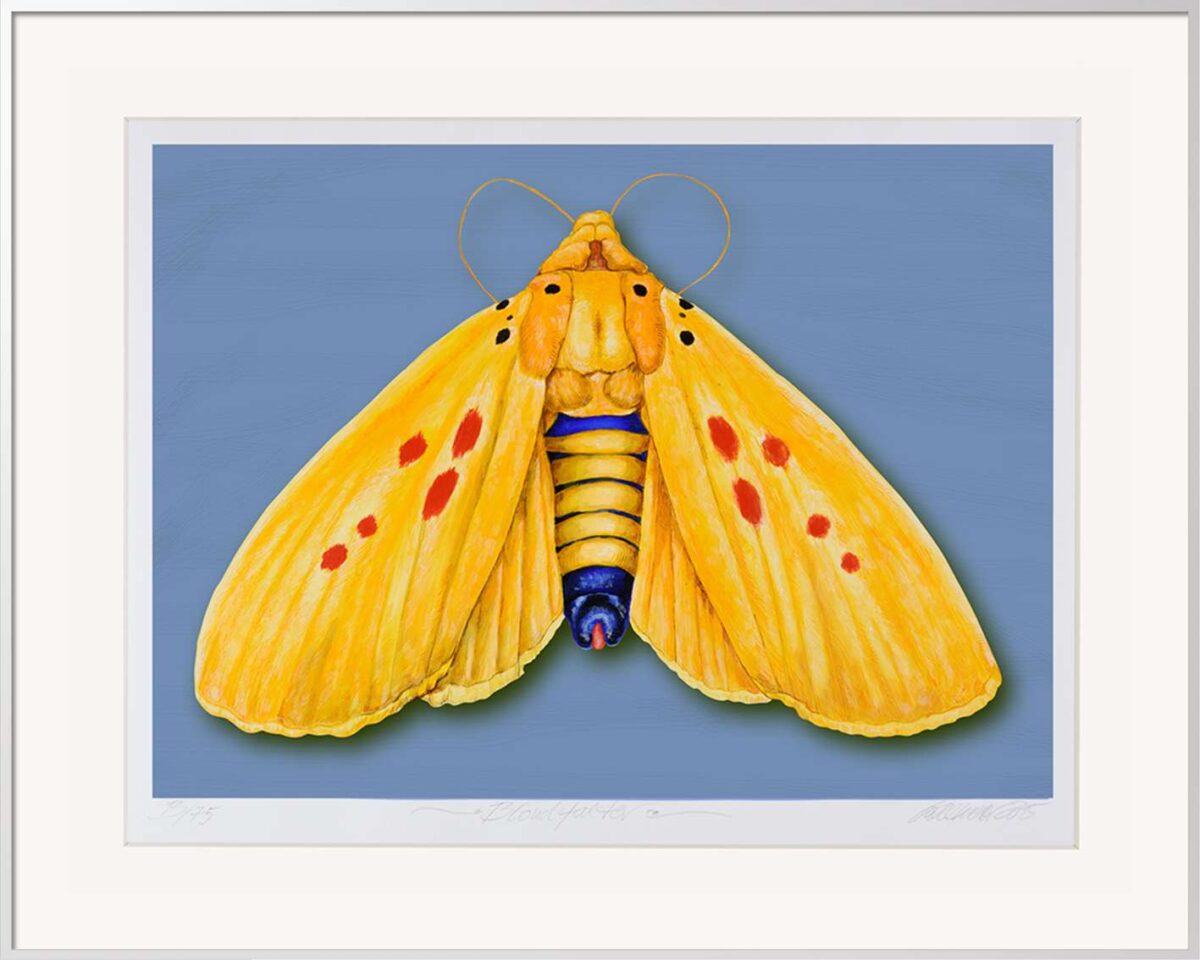 Thomas-Gatzemeier-Blondfalter-Grafik-Schmetterling-6 Gelber Schmetterling mit klarer Mittelachse und ruhiger Farbfläche als symmetrisch komponierte Grafik von Thomas Gatzemeier