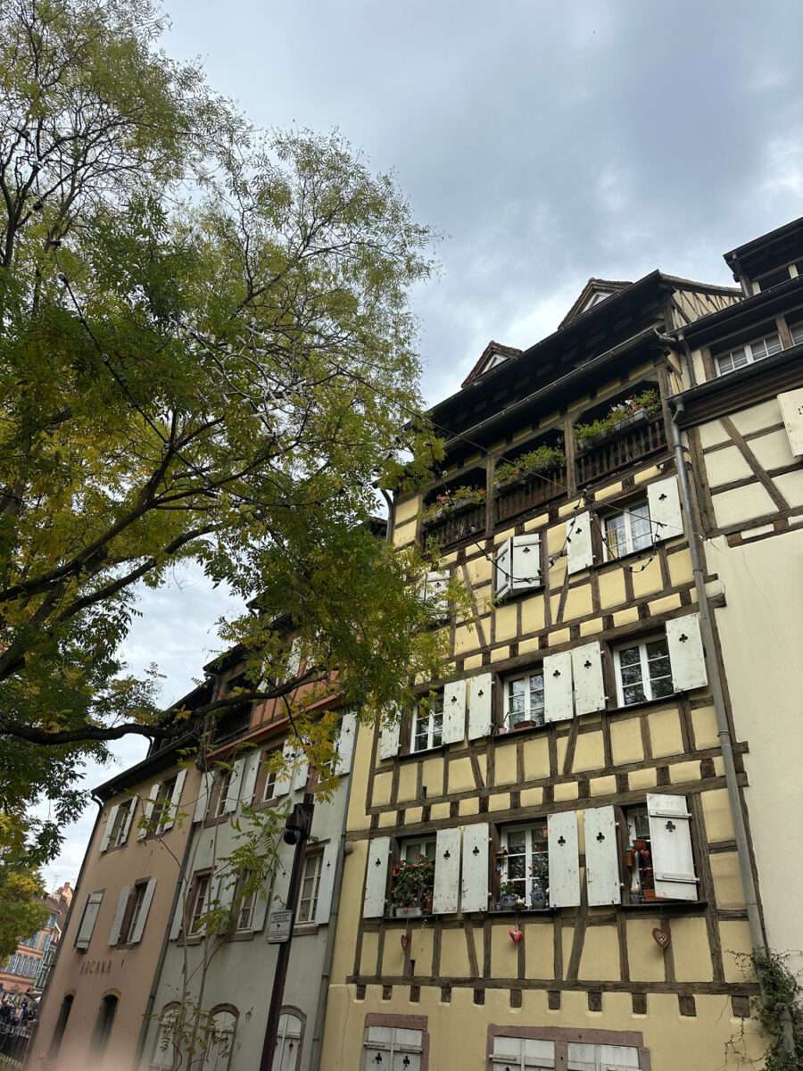Fachwerkhäuser in der Petite Venise in Colmar mit verputzten Fassaden, sichtbarem Holztragwerk, weißen Fensterläden, Holzbalkonen mit Blumenkästen und einem Baum im Vordergrund.