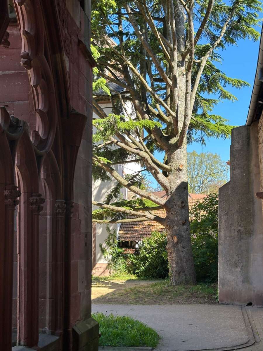 Blick aus dem Kreuzgang der Kirche in Wissembourg auf Baum, Hof und angrenzende Gebäude