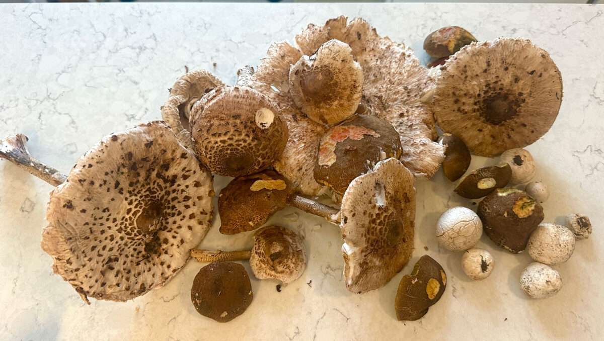 Verschiedene frisch gesammelte Pilze in Braun- und Cremetönen auf einer hellen Küchenarbeitsplatte