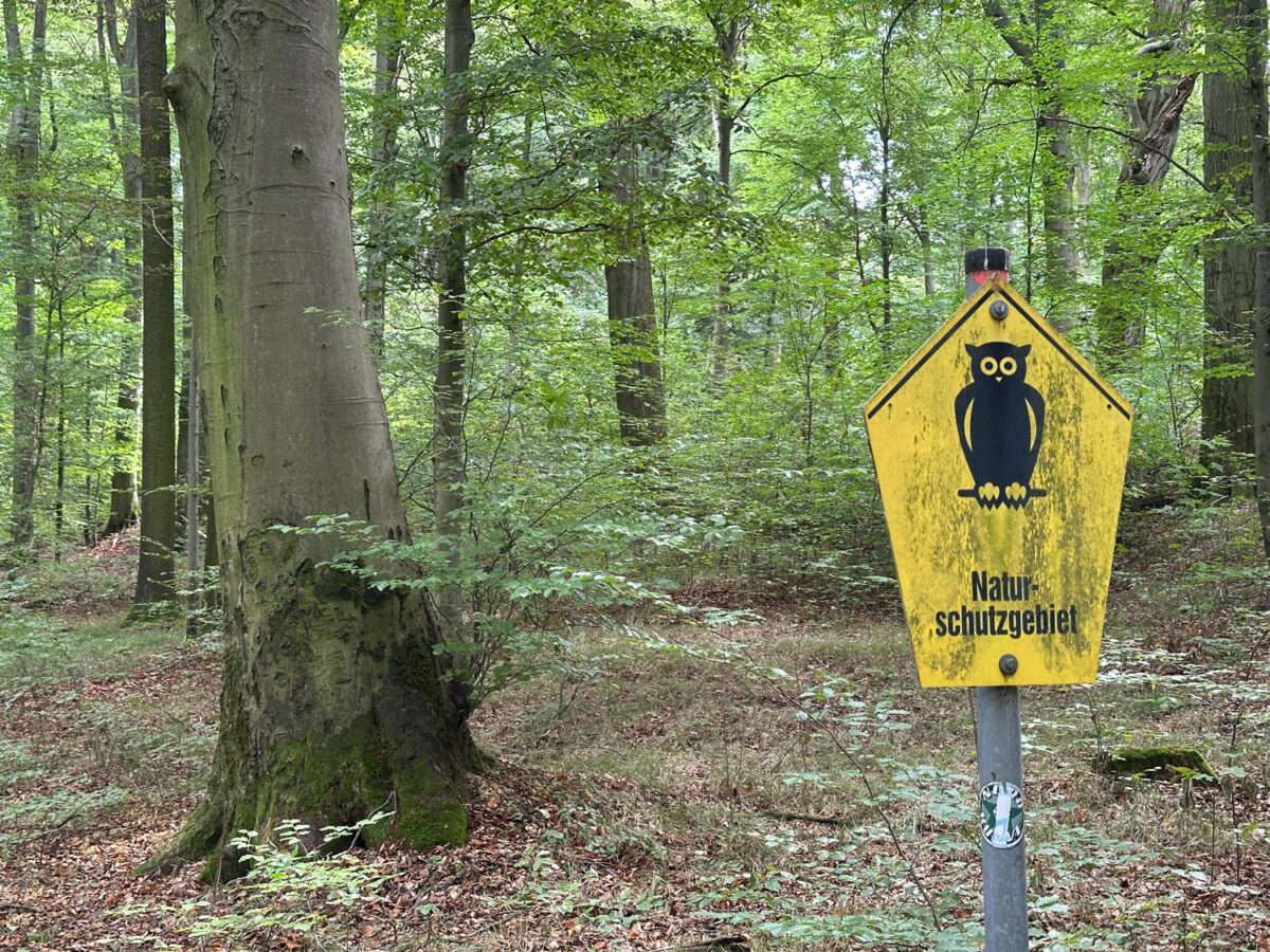 Gelbes Naturschutzgebietsschild mit Eulensymbol vor alten Buchen im Wald der Maylust