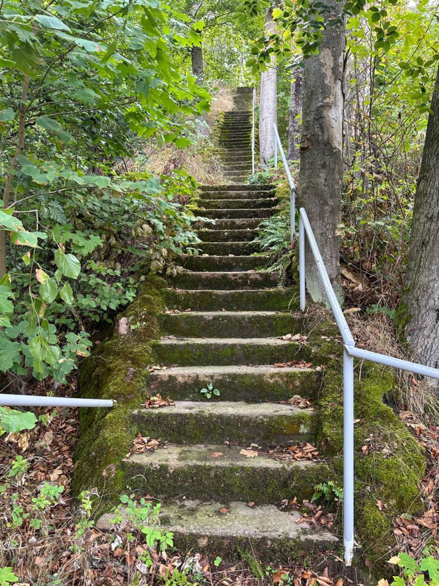 Steile, moosbewachsene Steintreppe mit Metallgeländer zwischen Bäumen und dichtem Unterholz