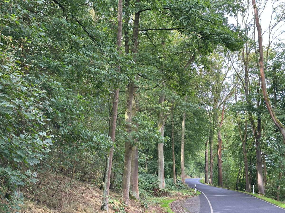 Von hohen Laubbäumen gesäumte Straße auf dem ersten Abschnitt des Weges vom Kloster Buch zur Maylust