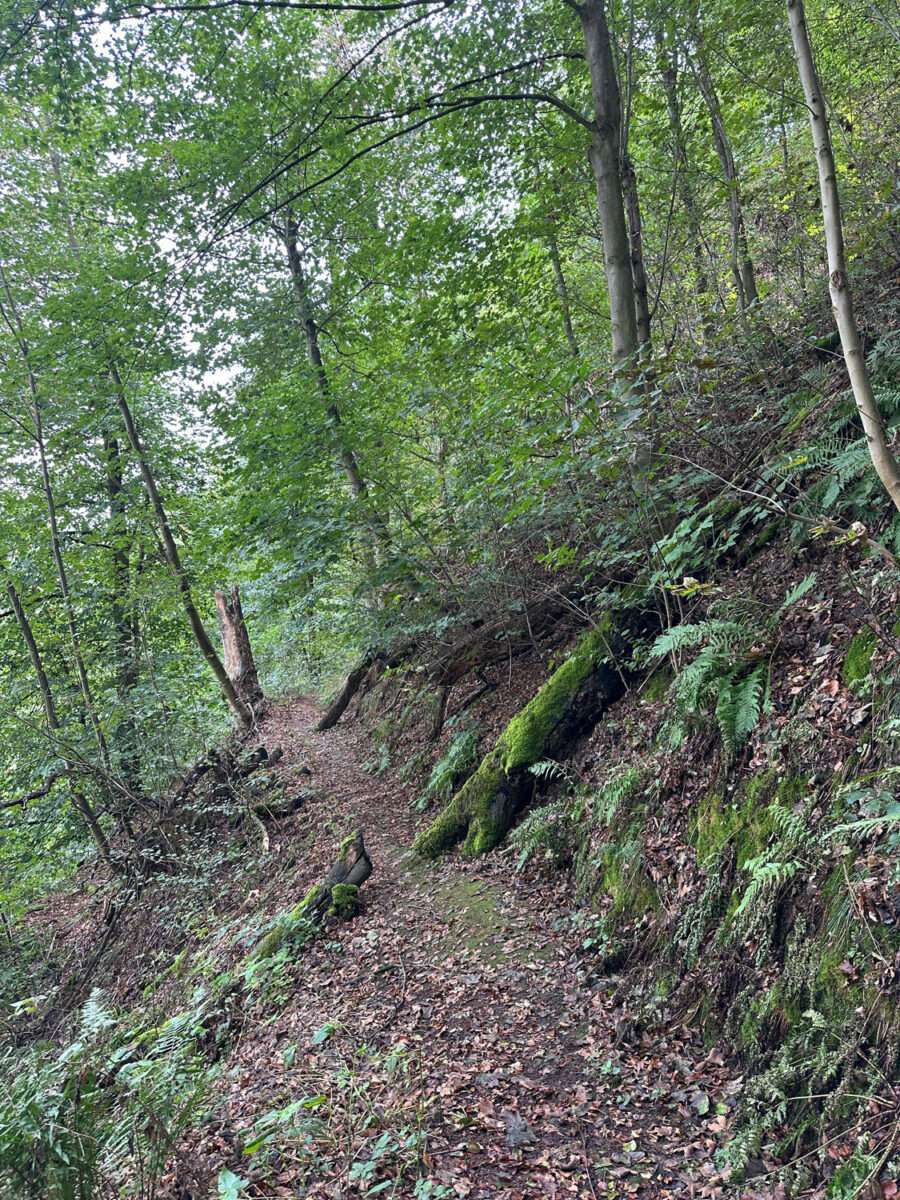 Schmaler, mit Laub bedeckter Waldweg an einem steilen, mit Moos und Farnen bewachsenen Hang