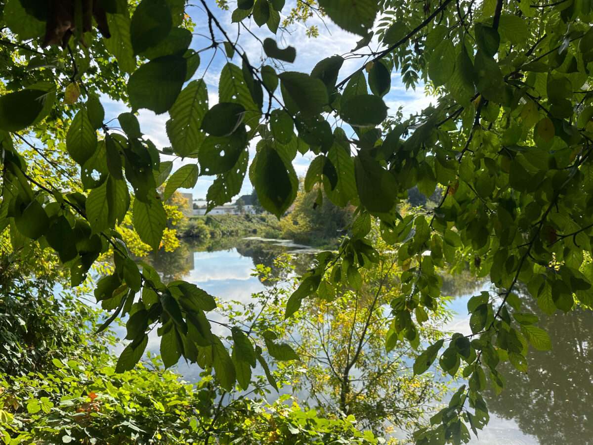 Blick durch dicht belaubte Zweige auf das Wasser am Zusammenfluss von Zschopau und Freiberger Mulde bei Schweta.