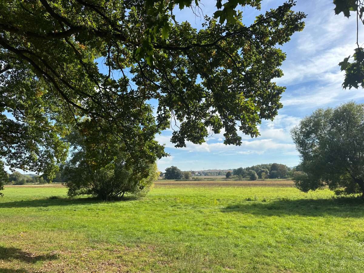 Weite grüne Bischofswiese bei Westewitz, eingerahmt von einem großen Baum und überhängenden Ästen.