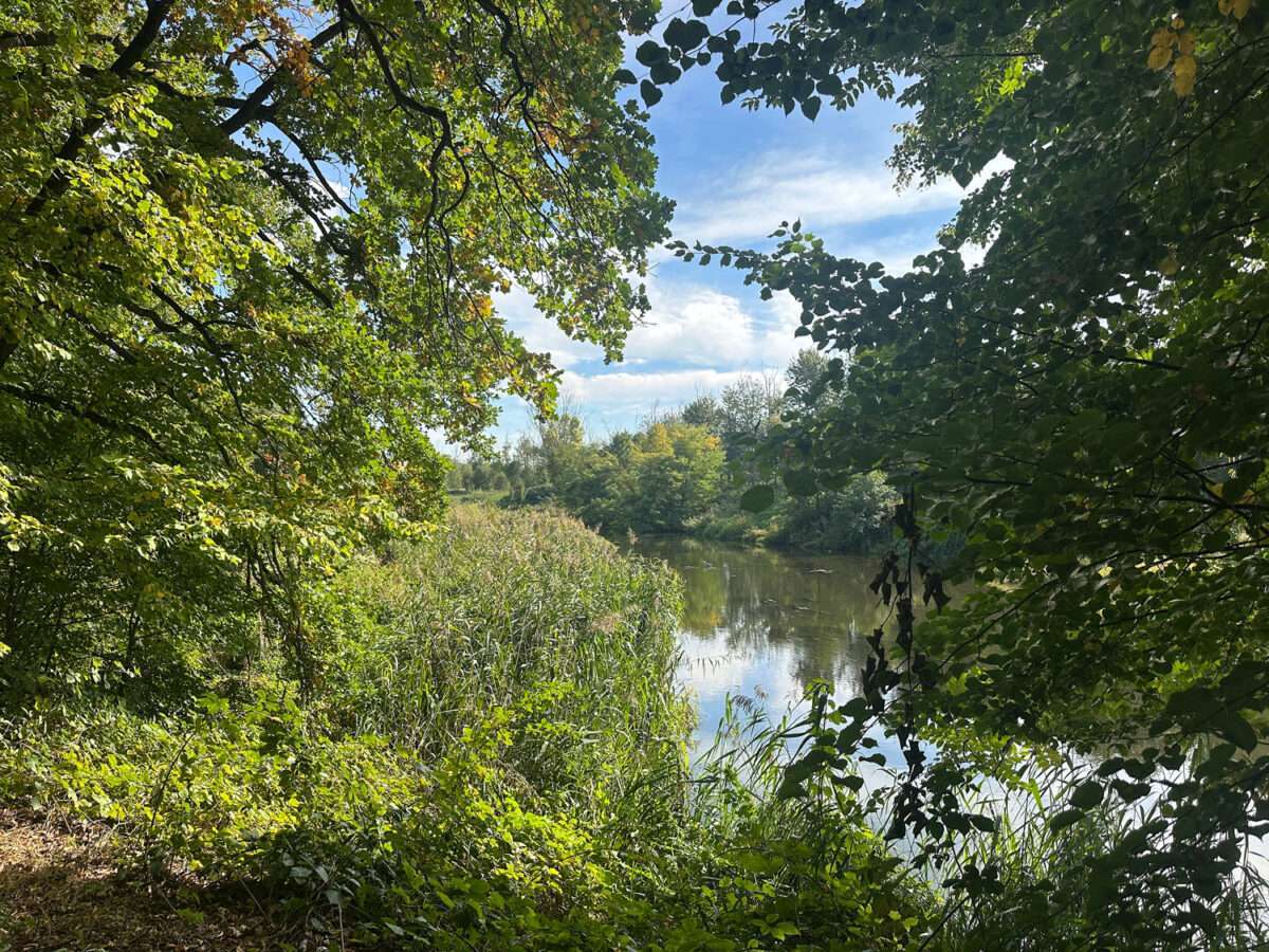 Blick durch belaubte Bäume auf die Freiberger Mulde, in deren Wasser sich Ufergehölze und blauer Himmel spiegeln.