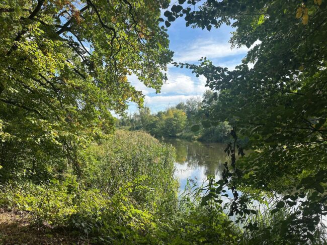 Blick durch belaubte Bäume auf die Freiberger Mulde, in deren Wasser sich Ufergehölze und blauer Himmel spiegeln.
